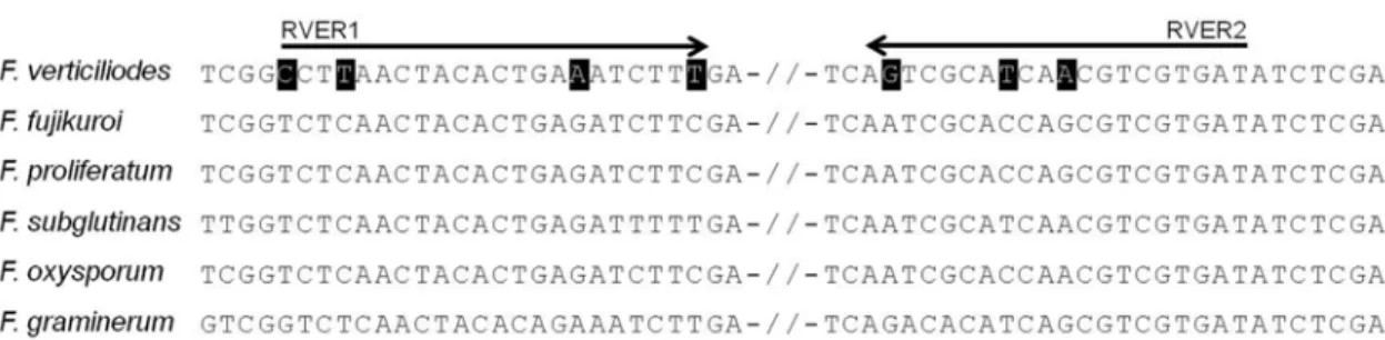 Fig. 2. PCR amplification from the Fusarium spp. used in this study using the primers RVER1 and RVER2 (A), and rp32 and rp33 (B), respectively