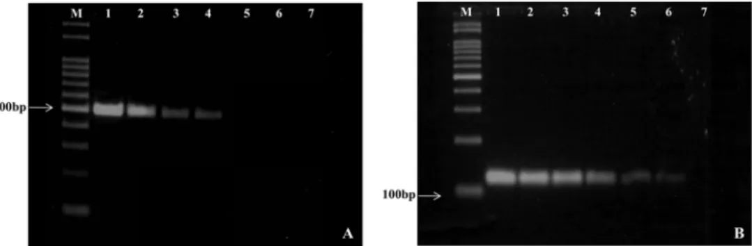 Table 2. Detection of Pseudomonas syringae pv. tomato in the artificially inoculated tomato seed by semi-selective medium, ELISA and PCR assays
