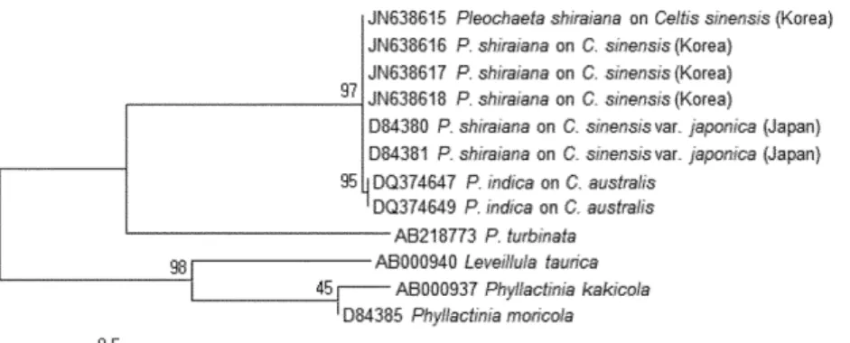 Fig. 2. Phylogenetic relationship between Pleochaeta shiraiana isolates and some reference isolates retrieved from GenBank, inferred by neighbor-joining method using the ITS rDNA region
