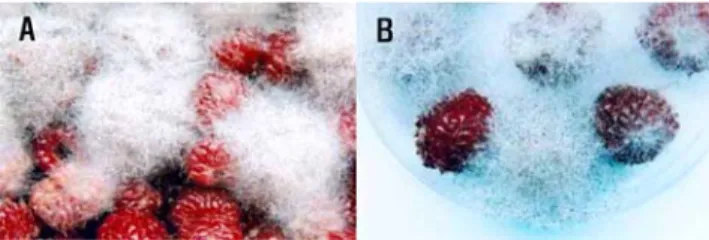 Fig. 2. Morphological characteristics of Rhizopus oryzae isolated from  Rubus crataegifolius