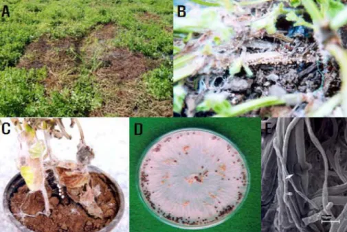 Table 1. Comparison of mycological characteristics of the present isolate obtained from Stachys sieboldii and Sclerotium rolfsii Characteristics  Present isolate  S