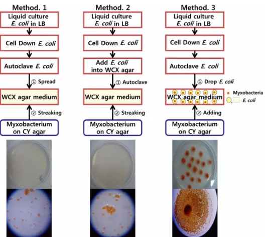 Fig. 2. Preformed myxobacterial fruiting body was applied to soil before Phytopthora inocuation