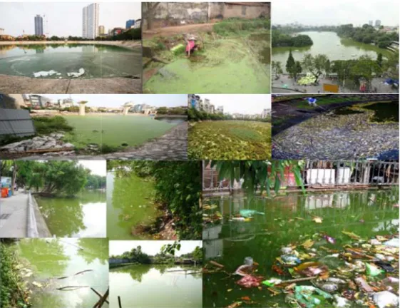 Fig. 10. Green algae contamination in Hanoi, Vietnam.