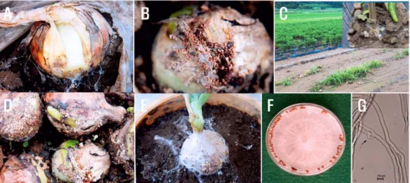 Table 1. Comparison of mycological characteristics of an isolate obtained from Onion (Allium cepa L.) and Sclerotium rolfsii