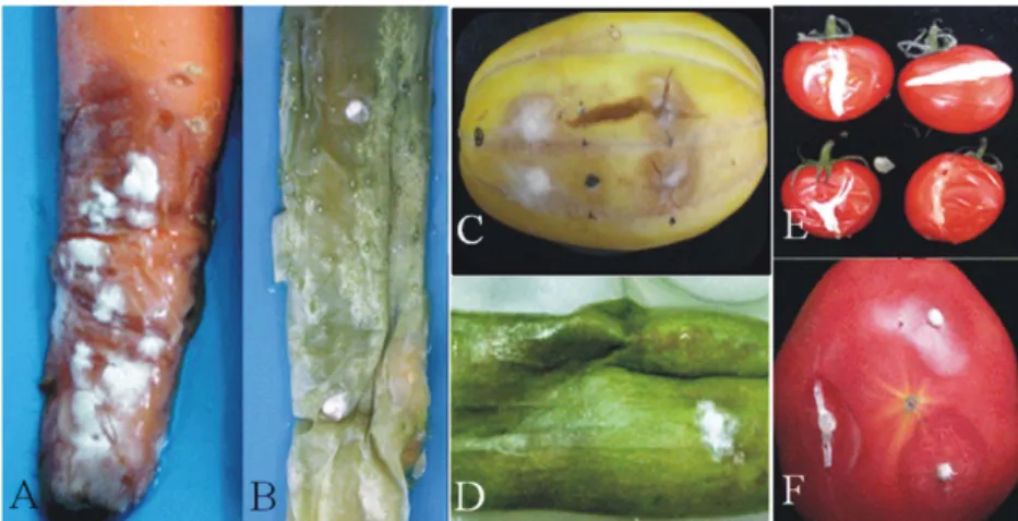 Table 3. Pathogenicity of Geotrichum candidum isolated from stored vegetables and potato