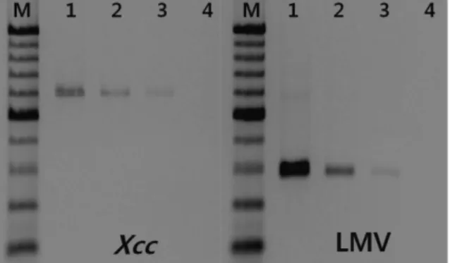 Fig. 3. Detection of pathogens using RNA extracted from commercial kholrabi seeds (‘commercial variety name’)
