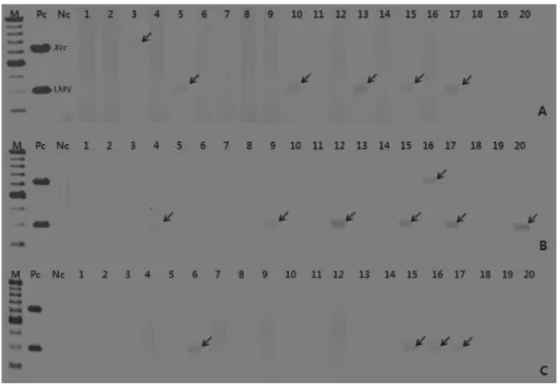 Fig. 5. Detection of pathogens using RNA extracted from commercial radish (A), chinese cabbage (B) and cabbage (C) seeds(‘commercial variety name’)
