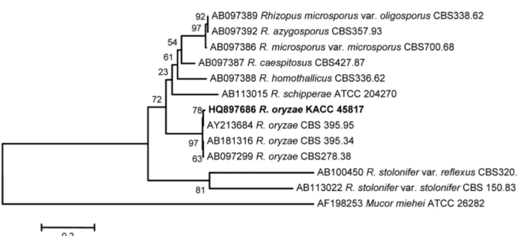 Fig. 3. Phylogenetic tree using ITS sequences showing relationships among Rhizopus oryzae isolated from Citrus unshiu and closely relative Rhizopus species