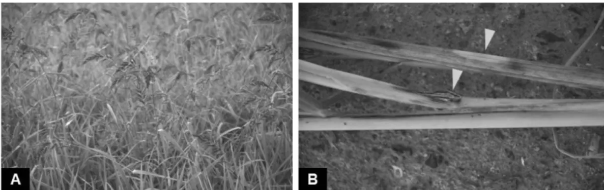Table 1. Comparison of mycological characteristics between the present isolate obtained from barnyard grass and F