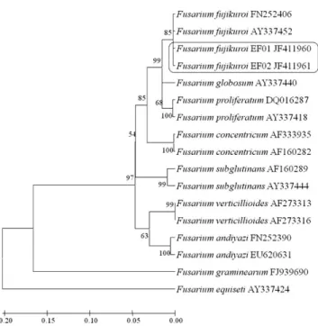 Table 2. Pathogenicity tests of F. fujikuroi isolates from barnyard grass to rice and barnyard grass by artificial inoculation