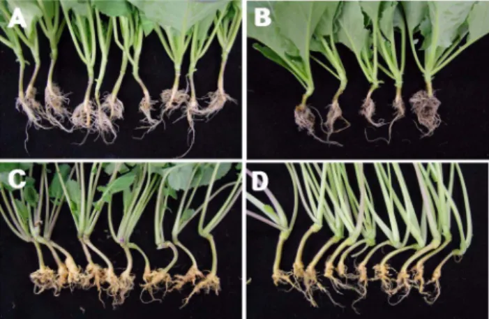 Fig. 1. Resistance responses of differential hosts of Williams against GN-1 isolate of Plasmodiophora brassicae