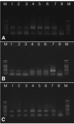 Table 1.  Comparison of ELISA and IC-RT-PCR results for the detection of CGMMV, KGMMV, ZGMMV in seed and leaf samples