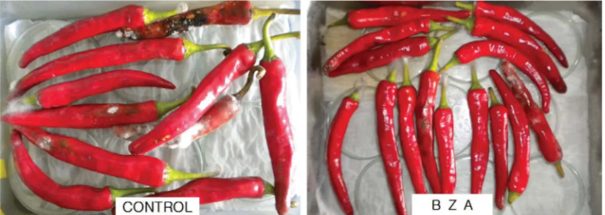 Fig. 4.  Control effect of benzylideneacetone (BZA) on anthracnose of red-pepper plants
