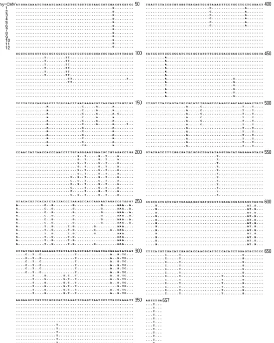Fig. 2. Nucleotide sequence differences from Fny-CMV coat protein gene. Different nucleotide sequences of field collected pepper CMV isolates (1-12) were indicated by bold letters.