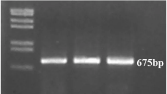 Fig. 4.  Agarose gel electrophoretic analysis of cDNA products from  RT-PCR  of  PNRSV-infected  C