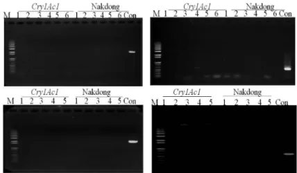 Fig. 5. PCR products for the detection of the transfer of Cry1Ac1 (left) and Bar (right) gene from leaffolder-resistant rice plant to plant pathogens