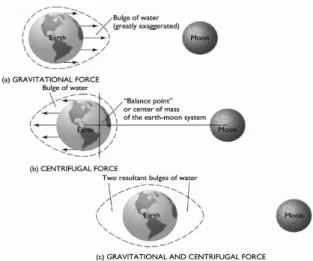 Fig. 1. The effect of the moon on tidal range [7]. 대조 (한사리)가 나타난다.  반면 달이 1/4쯤 차는 상현 과 하현 ,  즉 음력7, 8일과 22, 23일 태양의 중력은 달 의 중력을 부분적으로 상쇄시키고 그로 인해 조수차가  가장 작은 소조 (조금)가 나타난다