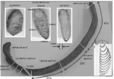 Fig. 6 Cross sections of the 5th rib of a PMHS