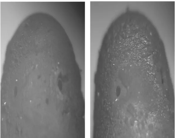 Fig. 8 Photography of injector tip after durability test