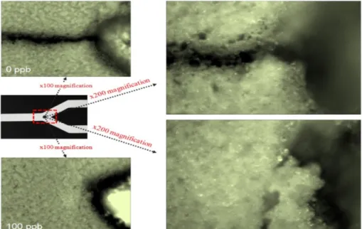 Fig. 5. The optical microscope images of GNP aggregation on the membrane.