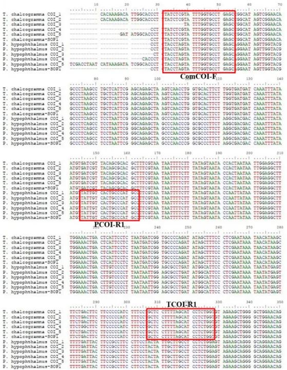 Table 2. Species-specific primer designed for detection of T. chalcogramma and P. hypophthalmus