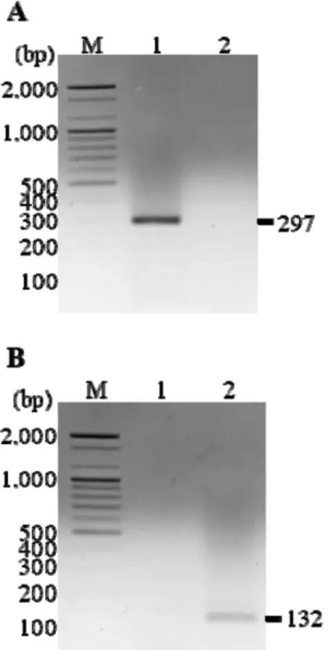 Fig. 3. Multiplex PCR product patterns of COI using specific primer (ComCOI-F/TCOI-R1/PCOI-R1)