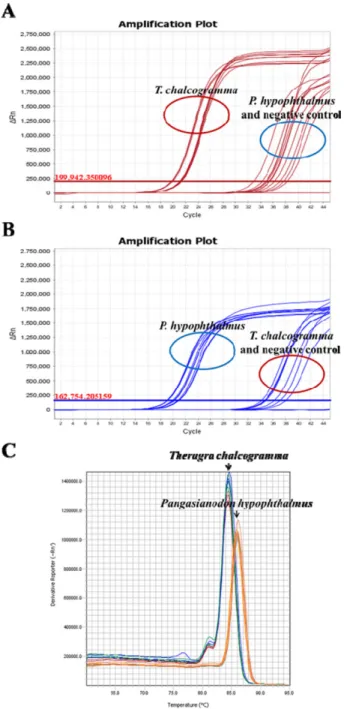 Fig. 6. Real-time PCR results of amplification of genomic DNA extracted from T. chalcogramma and  P