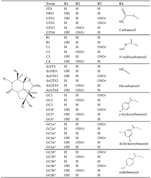 Fig. 1. Structure of STX and various analogues 10) .