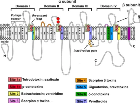 Fig. 3. Binding site of STX and their analogues on Na +  channel 33) .