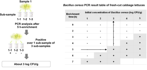 Fig. 2. Application of rapid detection methods for semi-quantification of Bacillus cereus in fresh-cut baby leafy vegetables through com- com-bination of enrichment and PCR detection.