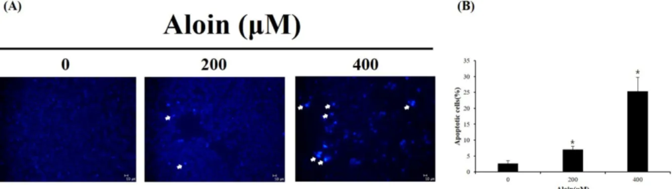 Fig. 3. The effect of aloin on DAPI staining. HT-29 cells were treated with aloin (0, 200, 400 μM) for 72 h, and apoptotic body stained with DAPI