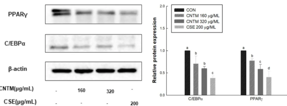 Fig. 3. Effect of Cirsium setidens Nakai Test Material (CNTM) on fatty acid metabolism-related markers protein expressions