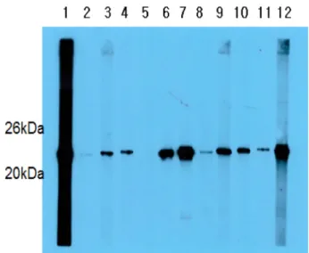 Fig. 3. Western blot analysis for the selection of hybridoma cells producing monoclonal antibodies specific to PAT protein