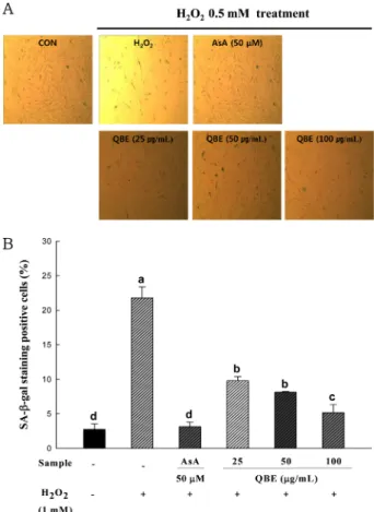 Fig. 4. Suppression effect of QBE on H 2 O 2 -induced expression of SA- β-galactosidase in HDFs