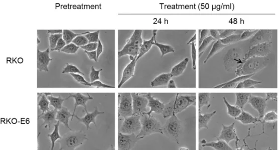 Fig. 3. Change in cellular morphology by Coscinoderma sp. RKO and RKO-E6 Cells were treated with Coscinoderma sp