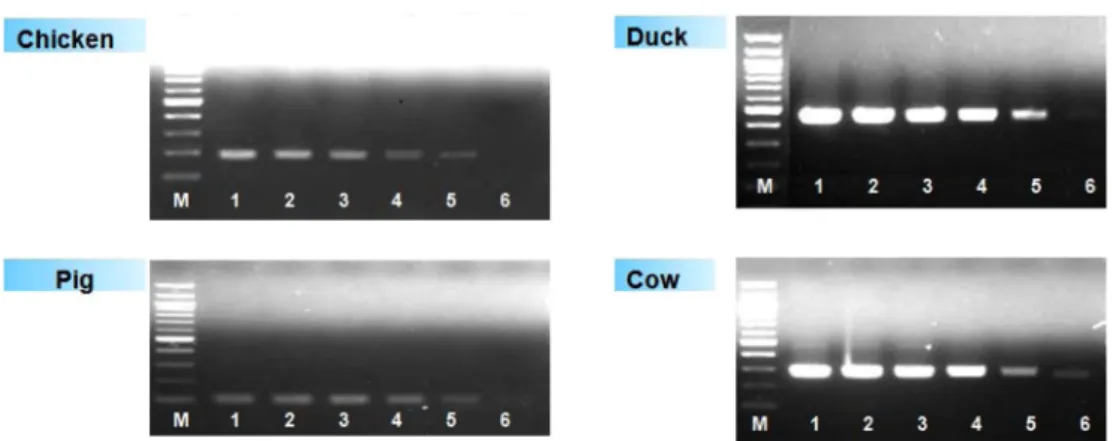 Fig. 4. Detection limit of multiplex PCR assay for four species (cow, pig, chicken and duck) with specific primer sets, respectively
