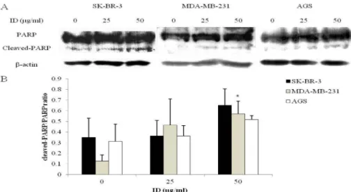 Fig. 5. The effect of ID extract on PARP protein in SK-BR-3, MDA-MB-231 and AGS cells