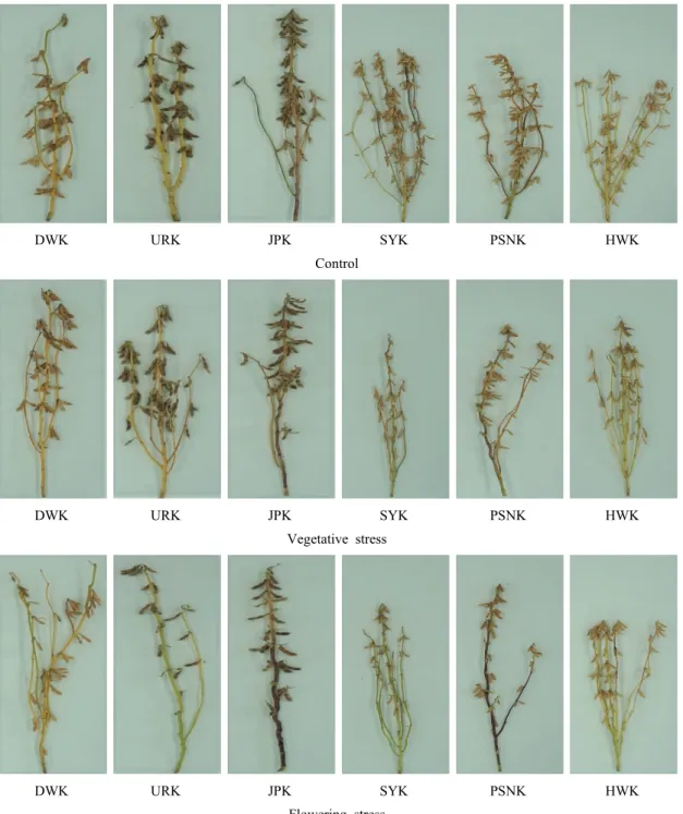 Fig. 1. Effect of drought stress regimes on stem status and pods at R8.