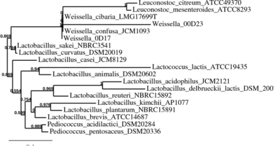 Fig. 1. Phylogenetic relation between Weissells spp. and other LAB based on 16s rRNA sequence.