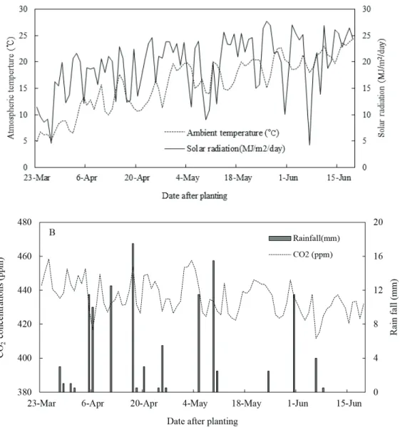 Fig. 1. Daily average atmospheric temperature and solar radiation (A), atmospheric CO 2 concentrations and rainfall (B) during the growing season.