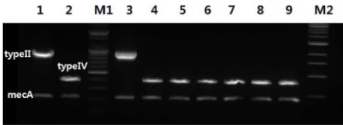 Fig. 1. Multiplex PCR reaction of 7 mecA positive MRSA iso- iso-lates. M1: 100 bp ladder, M2: 1 kb ladder, lane 1: CCARM 3798 (typeII), lane 2: CCARM 3792 (typeIV), lane 3: S-8, lane 4: S-13, lane 5: S-17, lane 6: S-19, lane 7: lane S-31, lane 8: S-51, lan