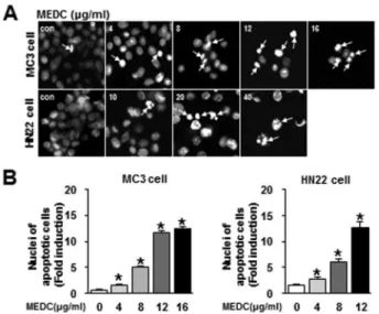 Fig. 2. The effect of MEDC on nuclear condensation and frag- frag-mentation in MC3 and HN22 cells