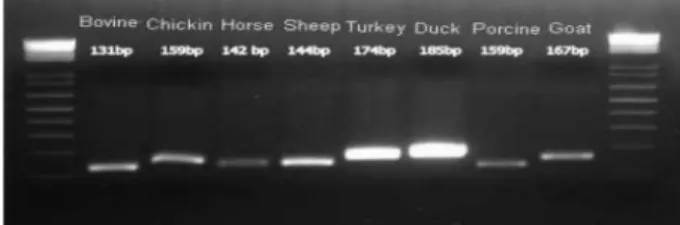 Table 2. Comparison on the sensitivity of ELISA and PCR kit for the identification of animal species in raw meats