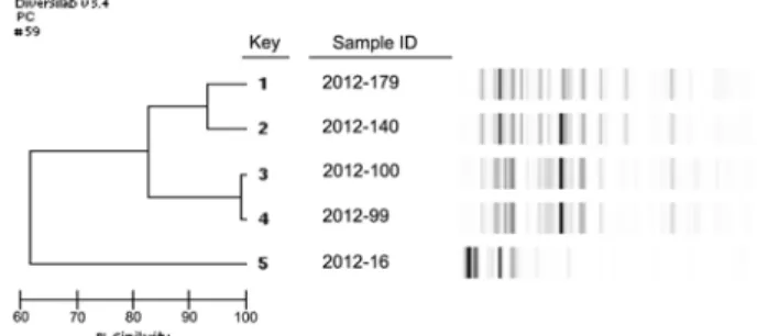 Fig. 2. Result of PFGE and antimicrobial resistance profile analyzing Salmonella spp.