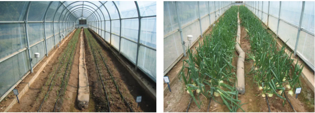 Fig. 1. Photographs of temperature gradient tunnel (TGT) where the extremely early-maturing onion (Allium cepa  L