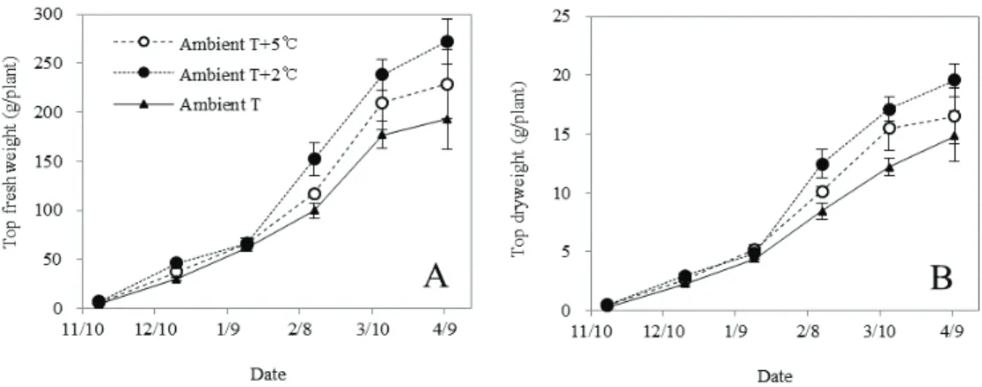 Fig. 5. Changes in top fresh weight (A) and top dry weight (B) of the extremely early-maturing onion (Allium cepa  L