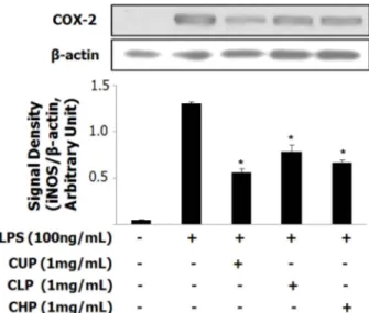 Fig. 8. Inhibitory effect of Citrust peels extracts on the protein levels of iNOS in marcrophage cell (Raw 264.7)