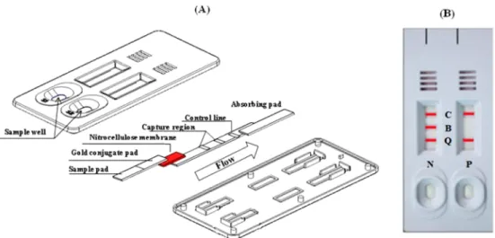 Fig. 2. Standard curve of ampicillin in muscle of olive flounder.