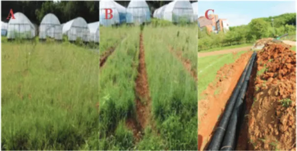 Fig. 1. The different drainage system before planting in grape orchard. A: control, B: conventional drainage, C: