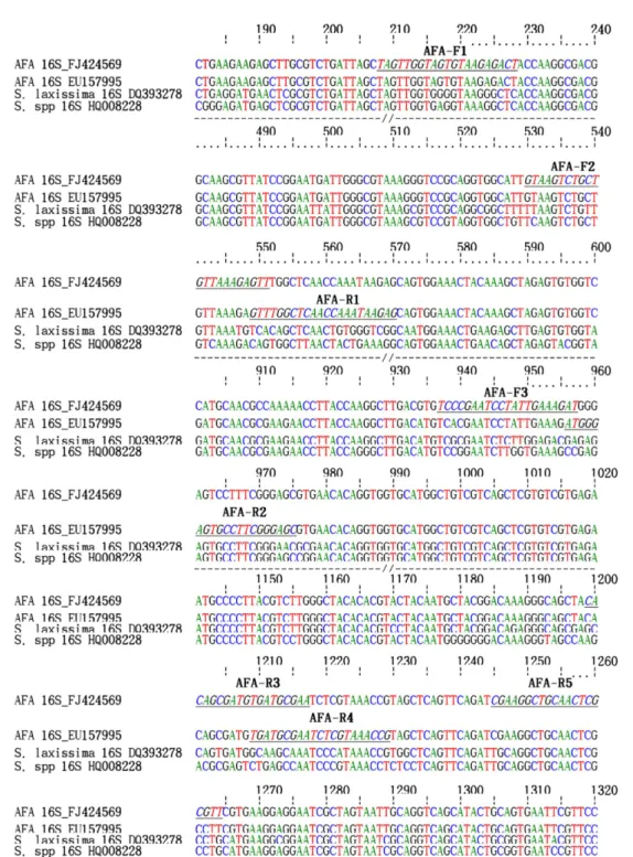 Fig. 1. Nucleotide sequence alignment and primer information designed from 16S rRNA gene of Aphanizomenon flos-aquae (Accession No.
